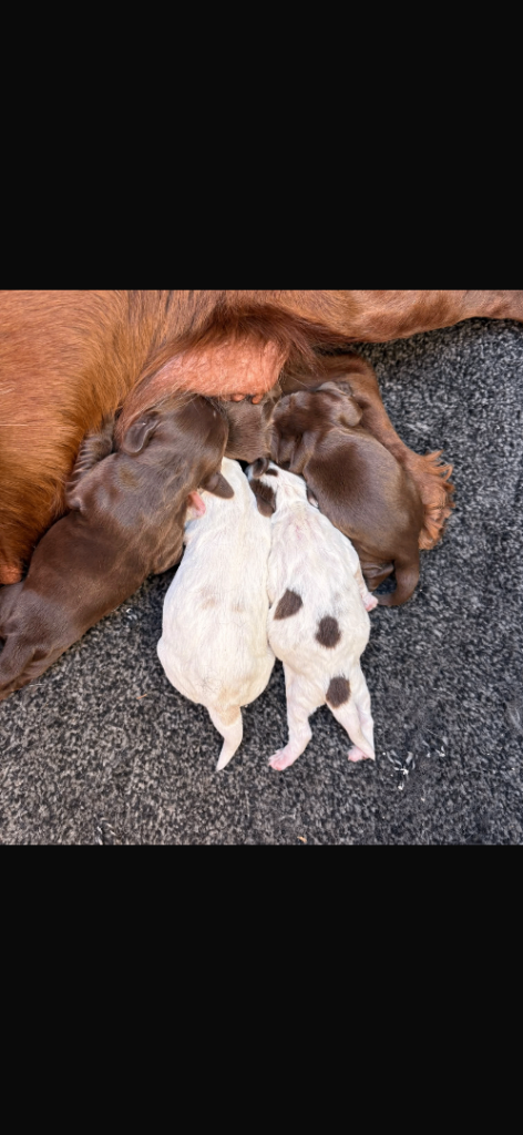 Cocker Spaniel Puppies | in Stonehaven, Aberdeenshire | Gumtree