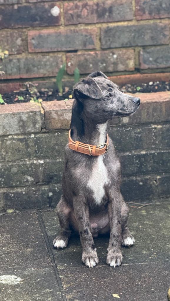 Jack Russell cross for sale