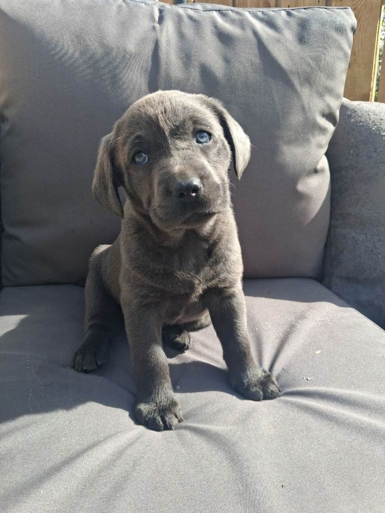 2 left **KC registered silver and charcoal Labradors