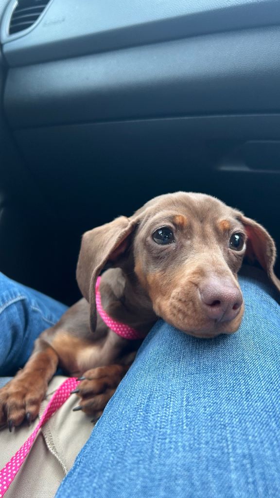 Miniature dachshund 