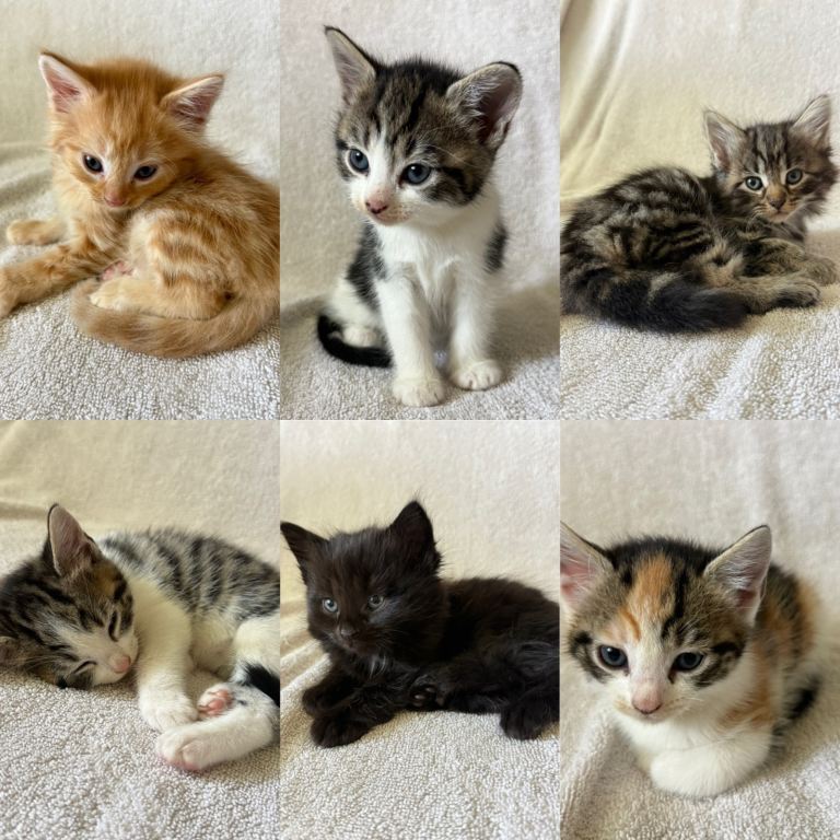 Kittens 