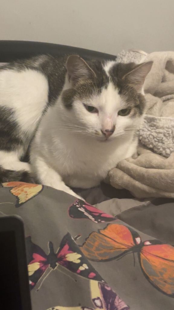 image for Domestic short hair 