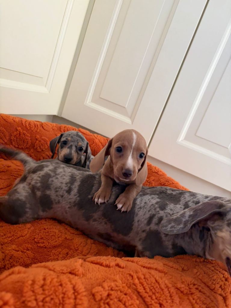 Miniature dachshund