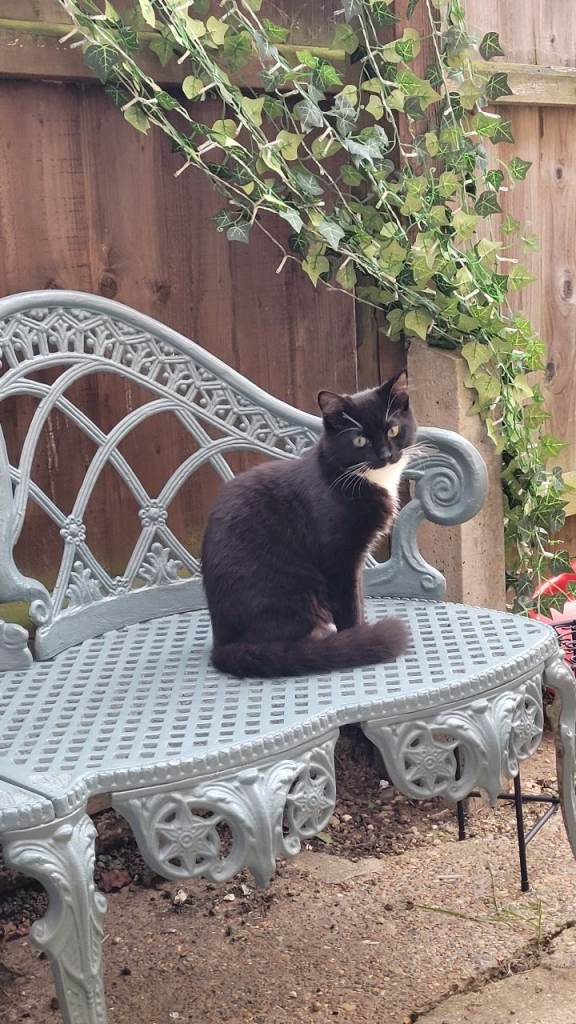 Sweetie 9 Month-Old Cat Looking for a Forever Home