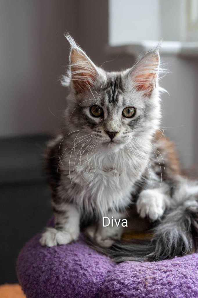 READY NOW GCCF Registered Maine Coon Kittens