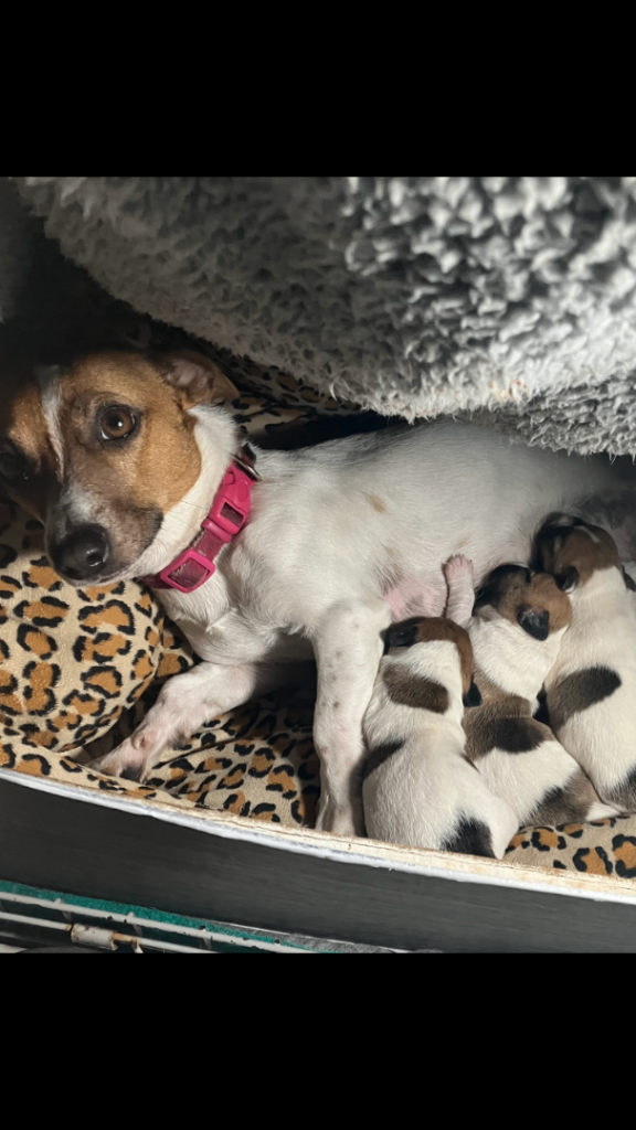Stunning Jack Russell Puppies 