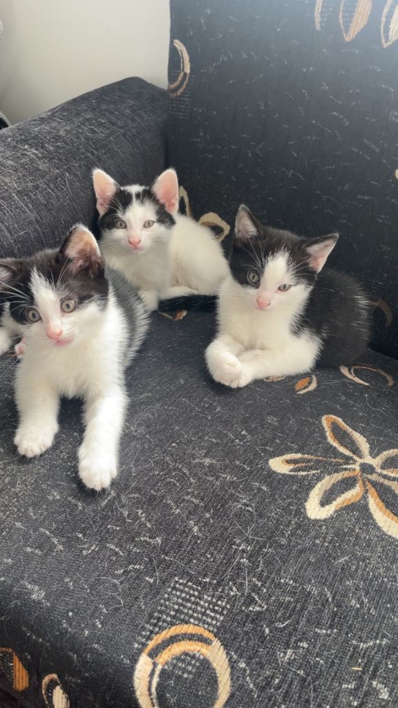 10 week old kittens 