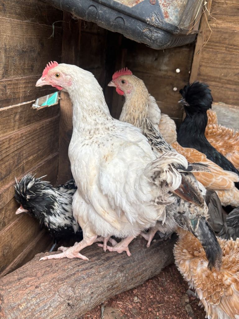 Young roosters