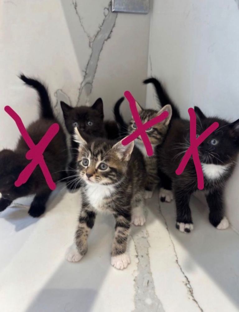 Adorable Kittens Ready now   – £170  Each 🐾