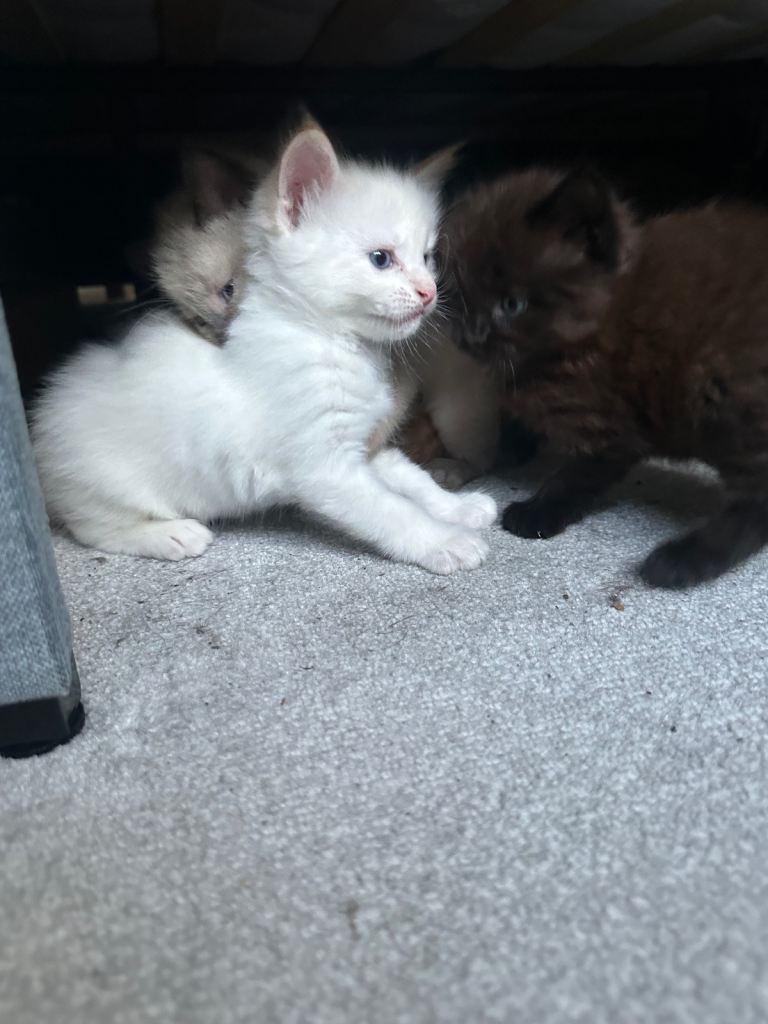 1/2 maine coon x 1/2 British shorthair kittens 