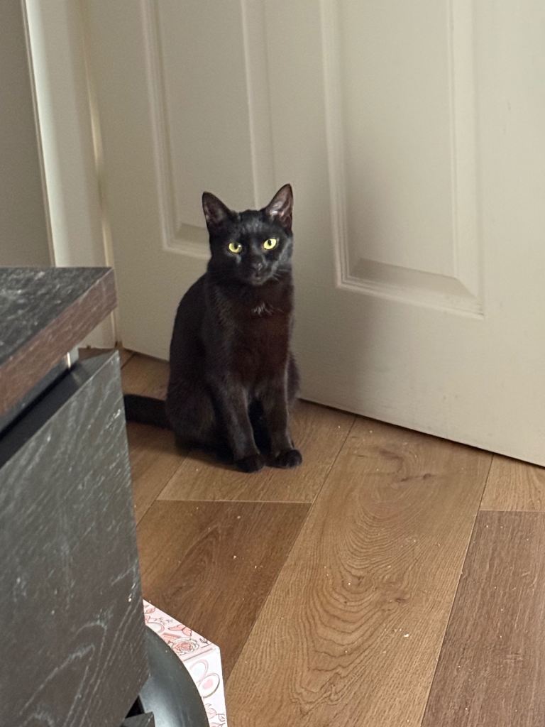 Black kitten for sale