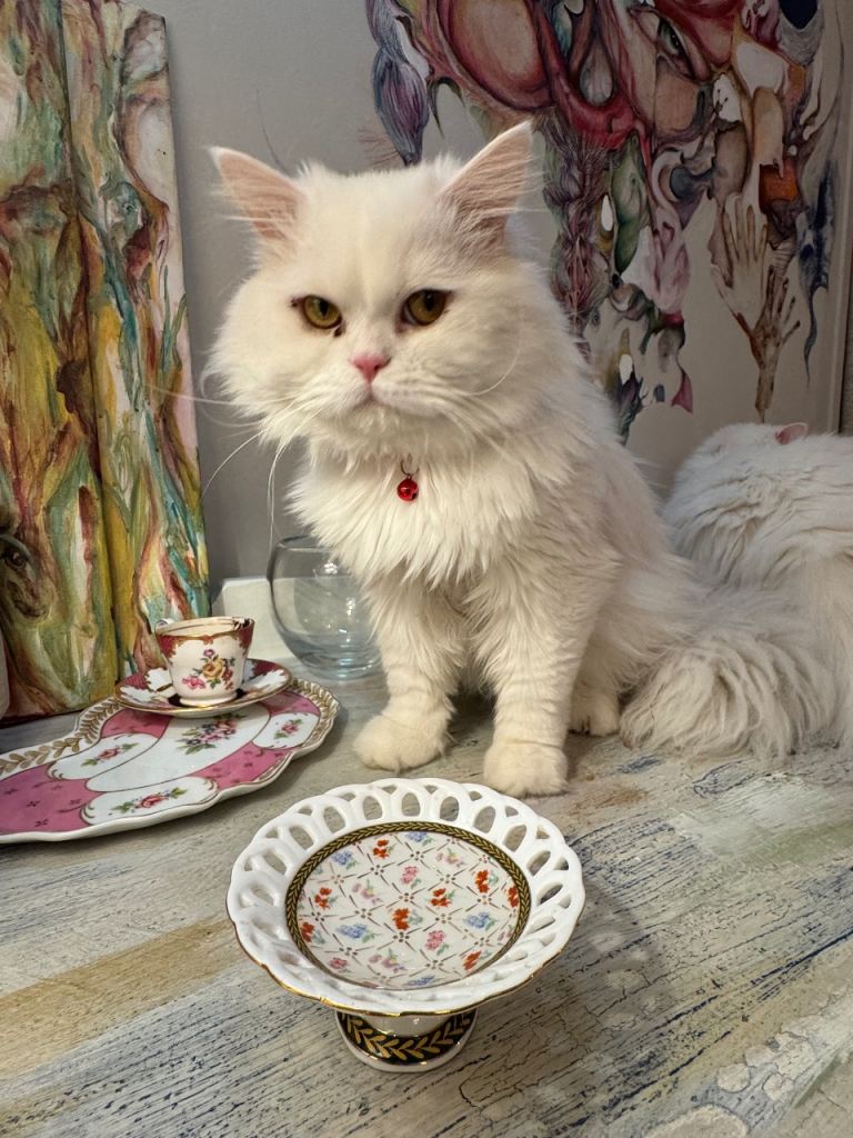 Pure Persian Cat, Male, super friendly , vaccinated