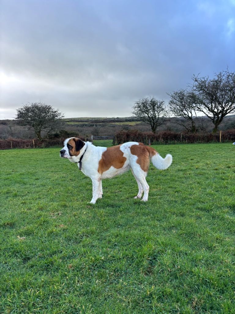 Female ST Bernard 