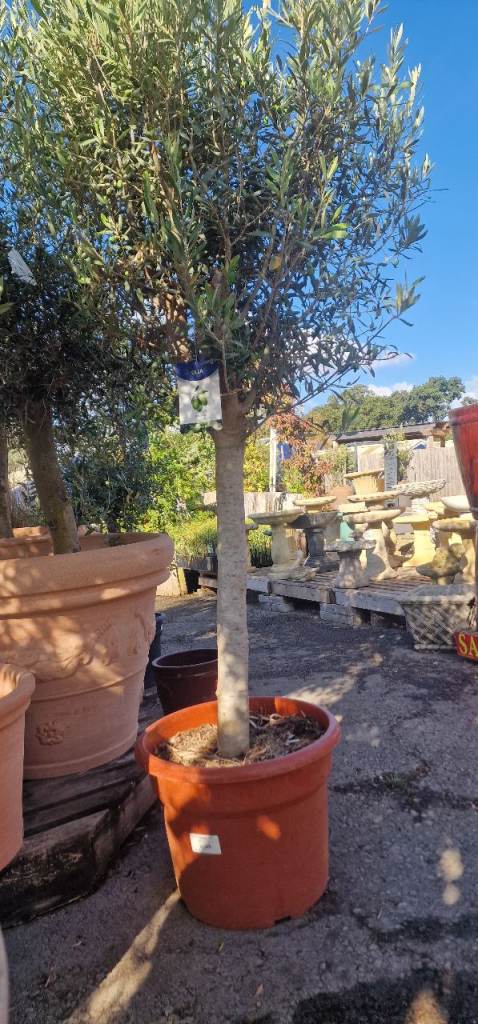 Established olive trees in Pot – Healthy and Ready for a New Home