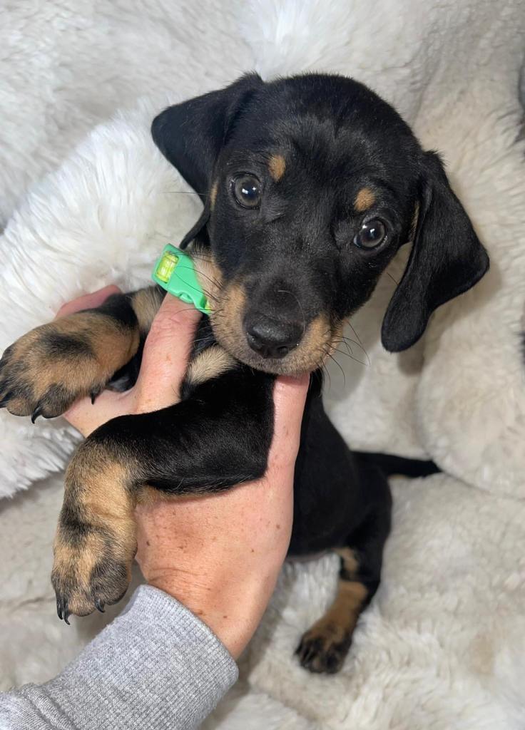 Miniature dachshund puppy