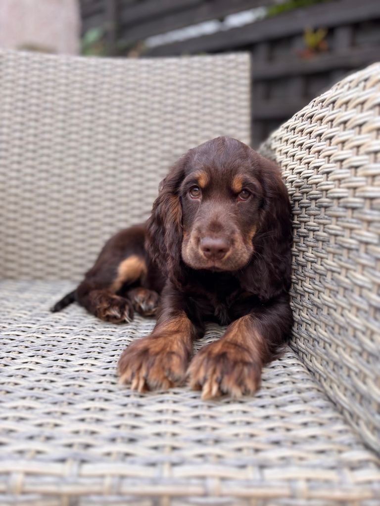 KC registered show cocker spaniel 