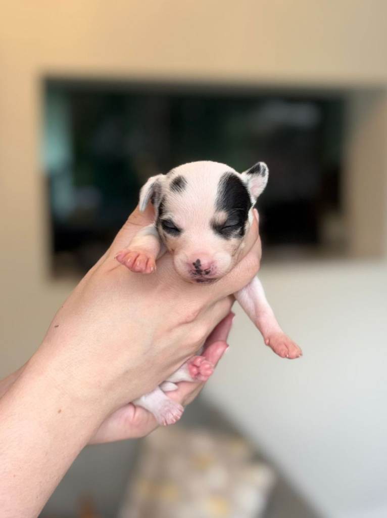 Chihuahua puppies