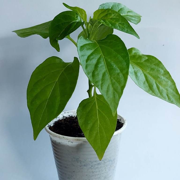 Summer Plants ready to be planted