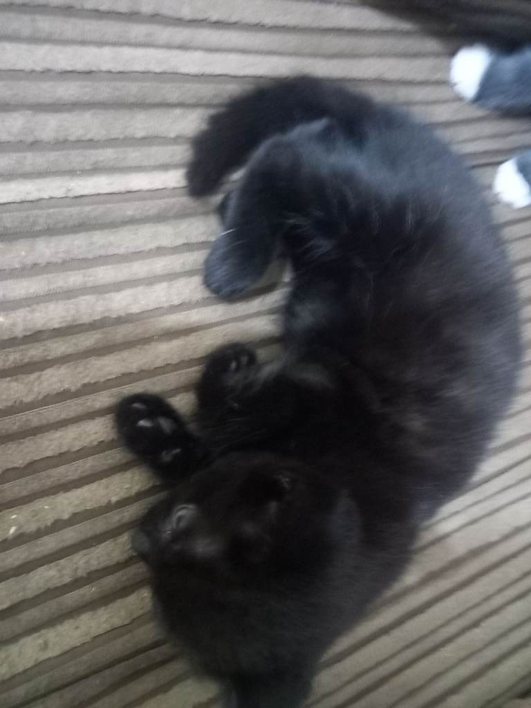 Kitten for sale 