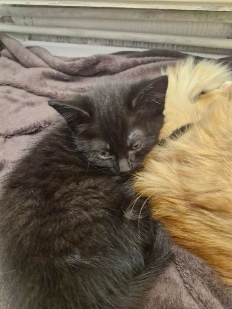 Female black kittens. 