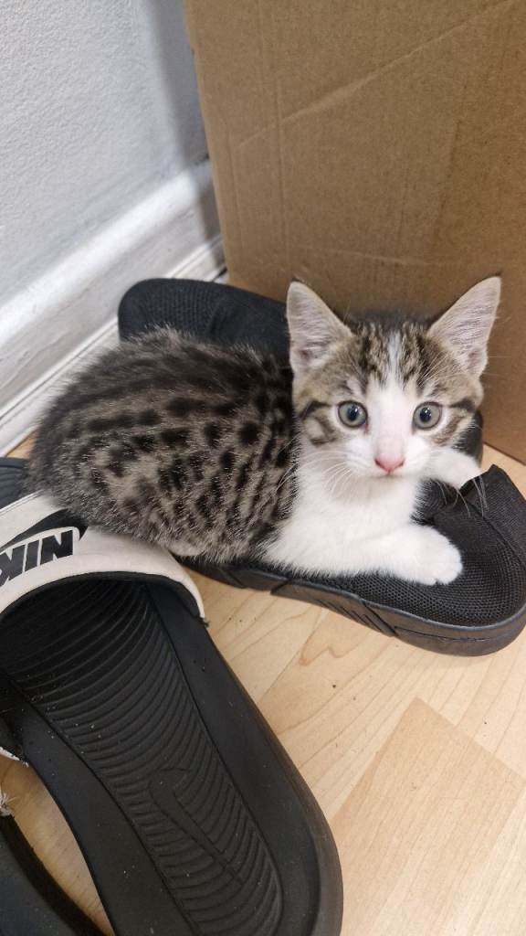 2 Kittens need new home 