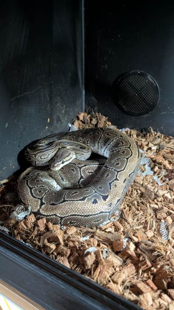 Snake and vivarium setup