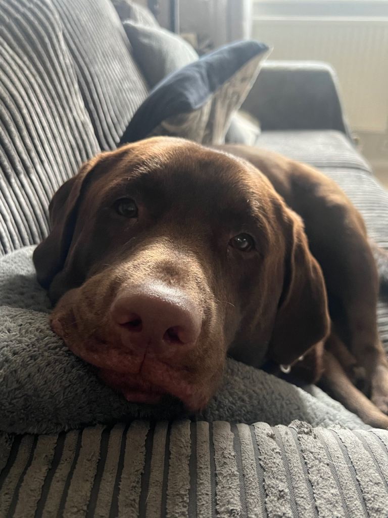 Male Chocolate Lab