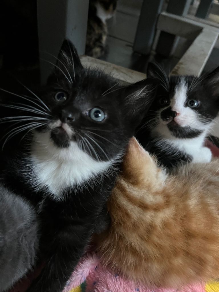 Adorable Kittens for sale 