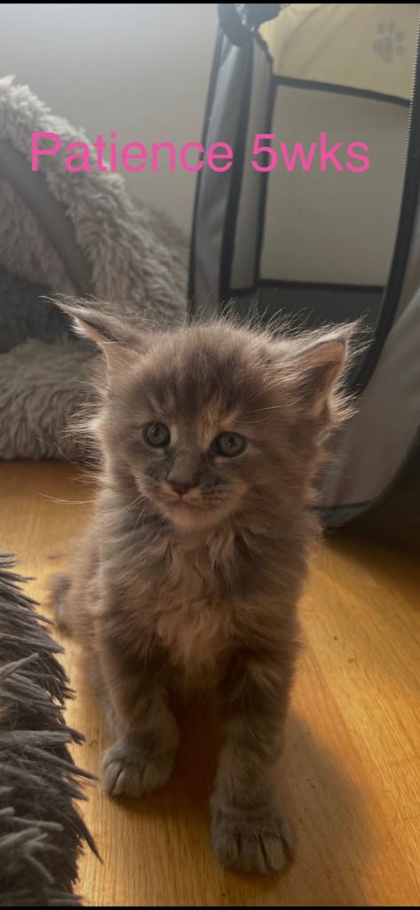 Maine coon kittens