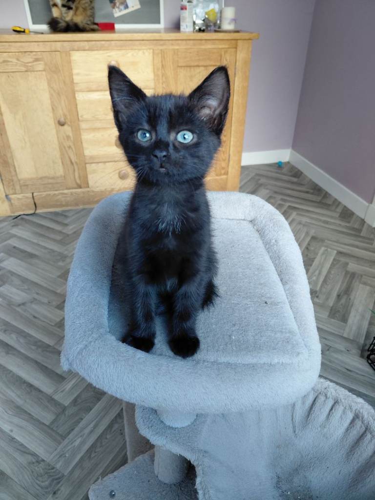 Lovely Kittens 