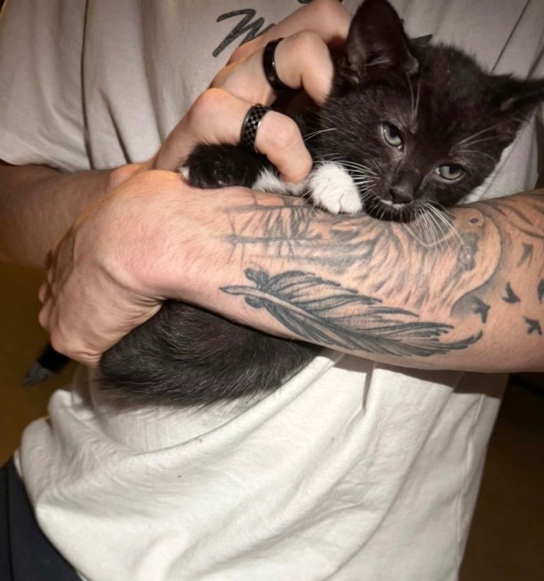 Kittens 