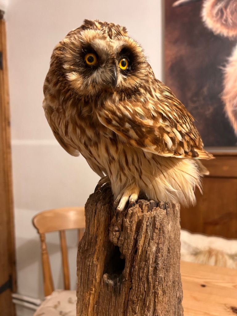 Taxidermy Short Eared Owl 