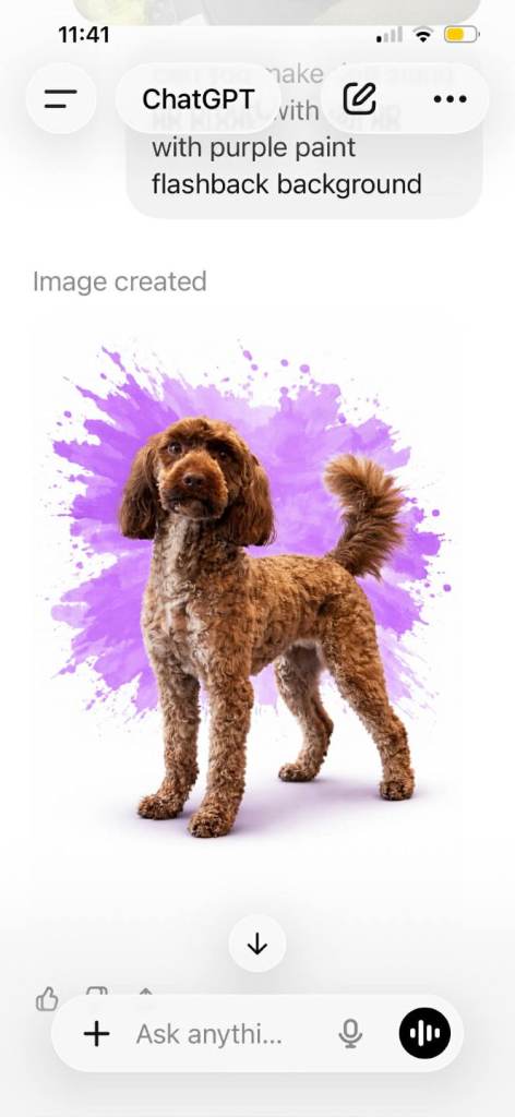 Sproodle puppies