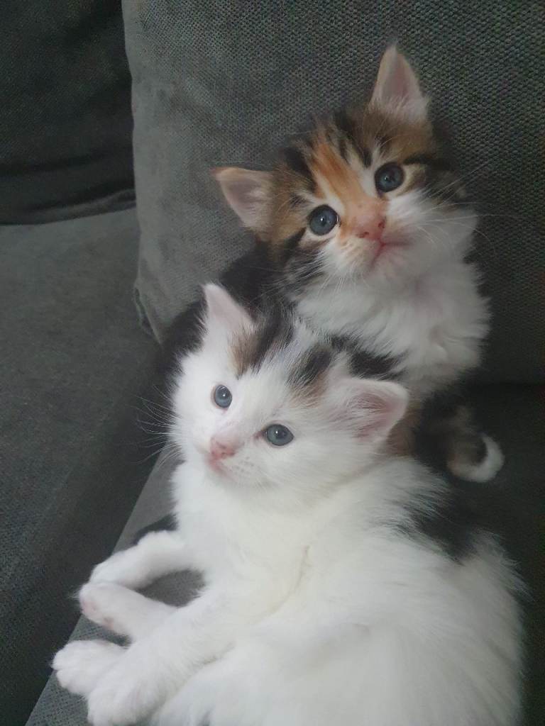 Fluffy kittens