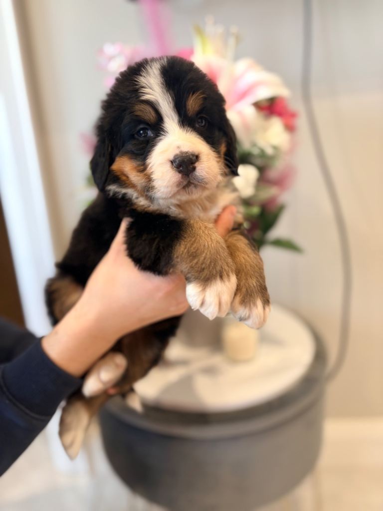 Bernese mountain puppy’s 