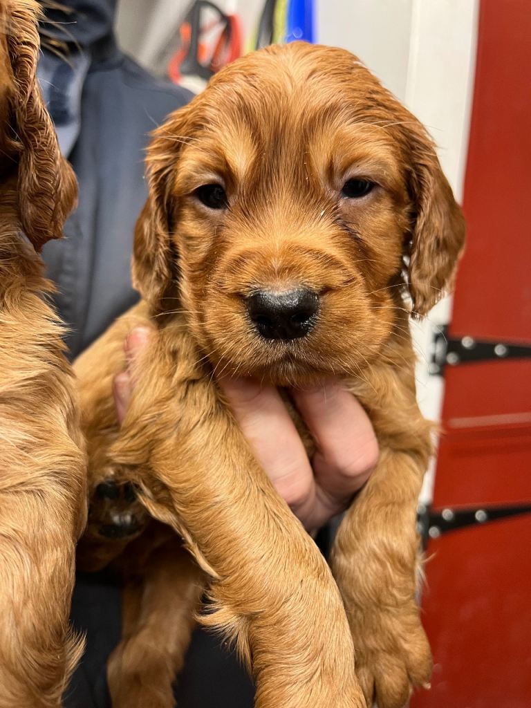 Cocker spaniel puppies 