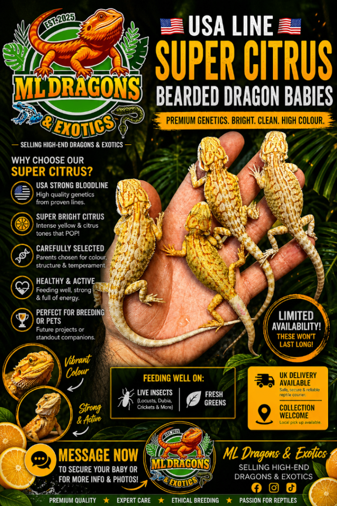 🔥 USA LINE SUPER CITRUS BEARDED DRAGON BABIES 🔥