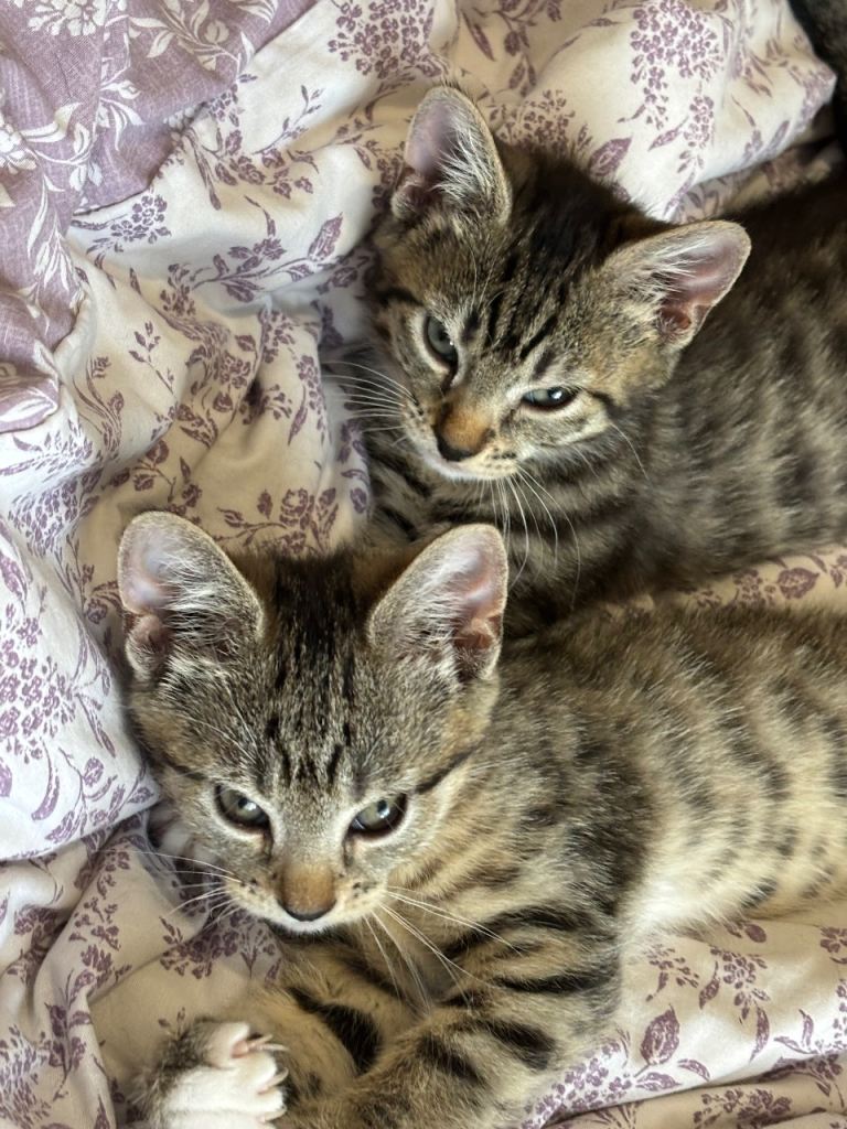 12 week kittens 