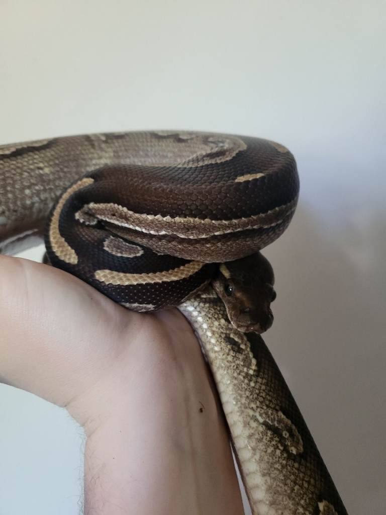 Ball pythons for rehoming 
