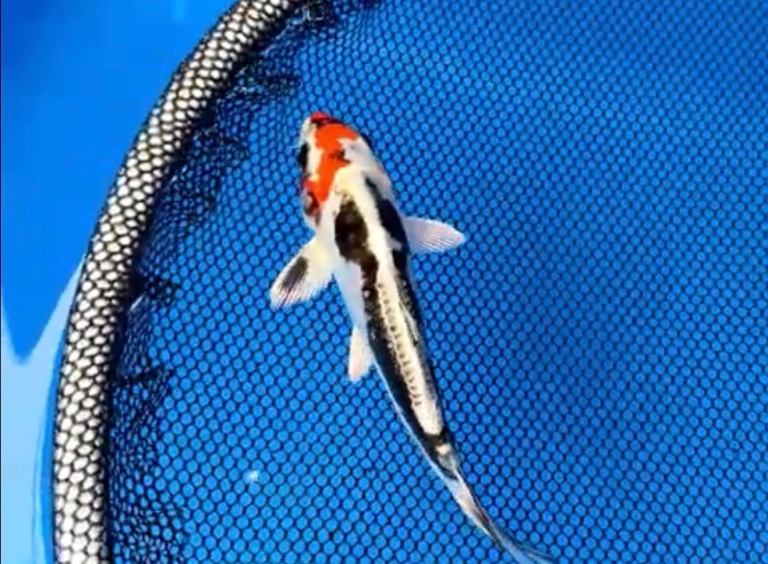 Koi for sale - Beni Kikokuryu