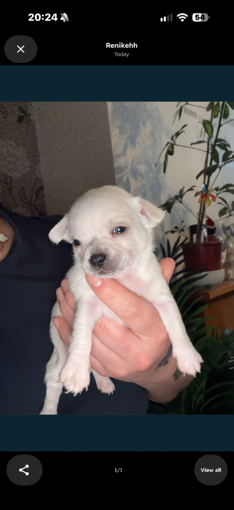 Beautiful Chihuahua Puppies Available to Reserve