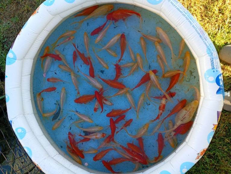 Goldfish 