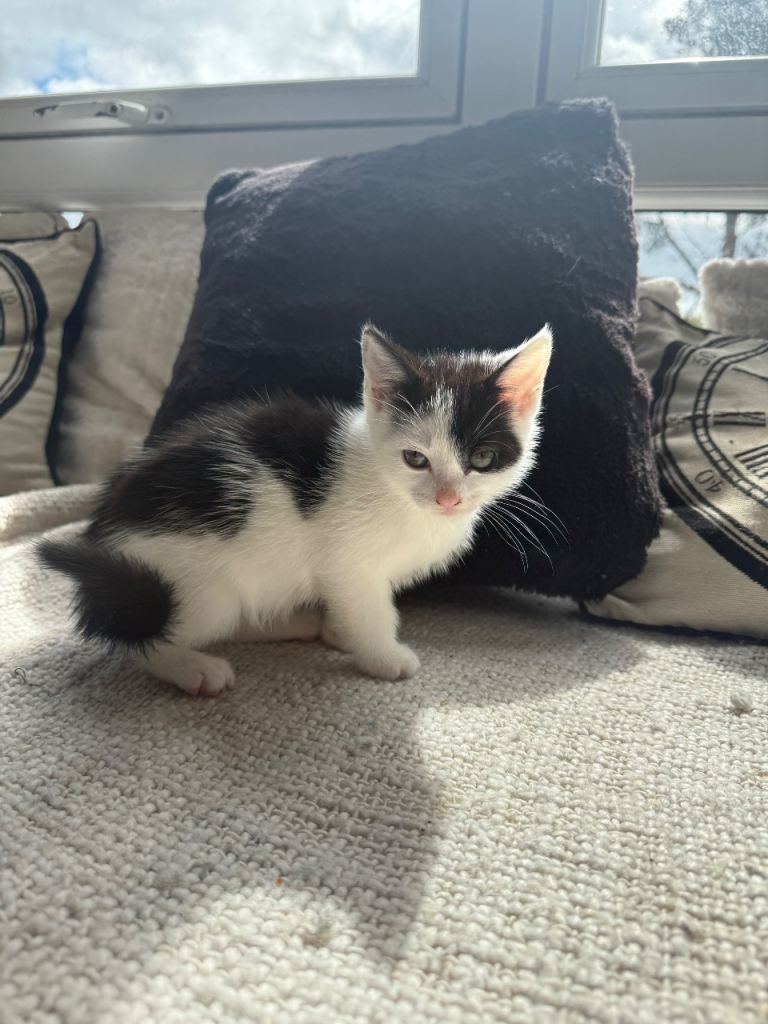 Beautiful Kitten for sale