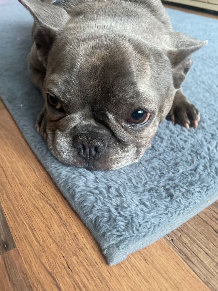 6 yr old French bulldog 