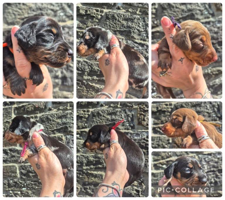 PRA CLEAR MINIATURE DACHSHUND PUPPIES