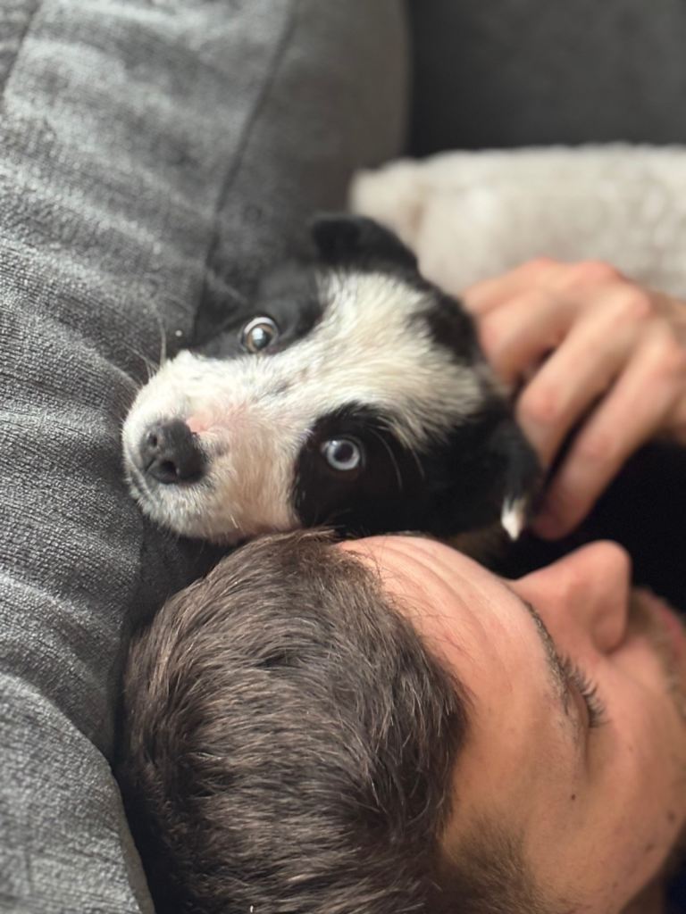 Border collie puppy