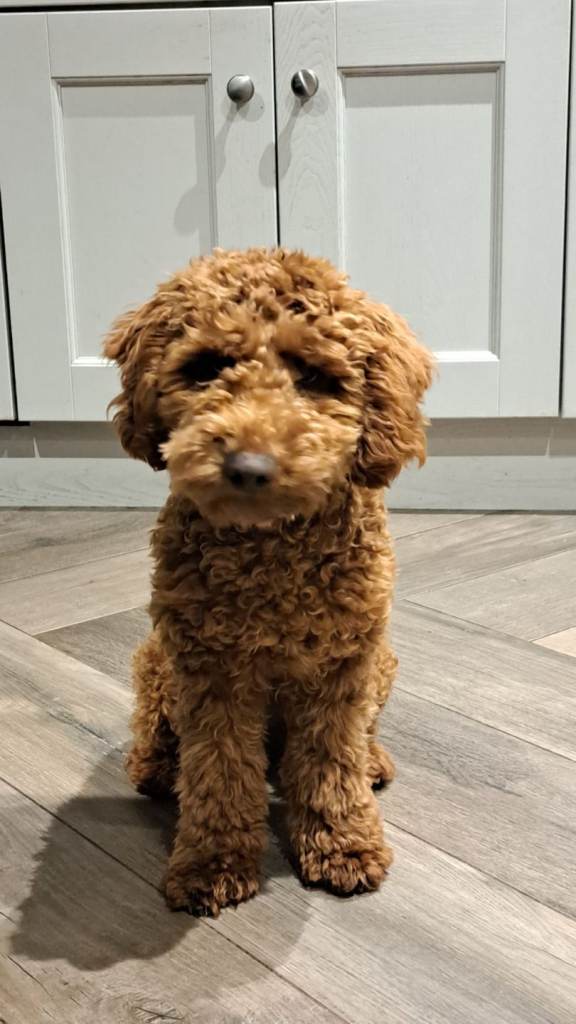 Cavapoo 