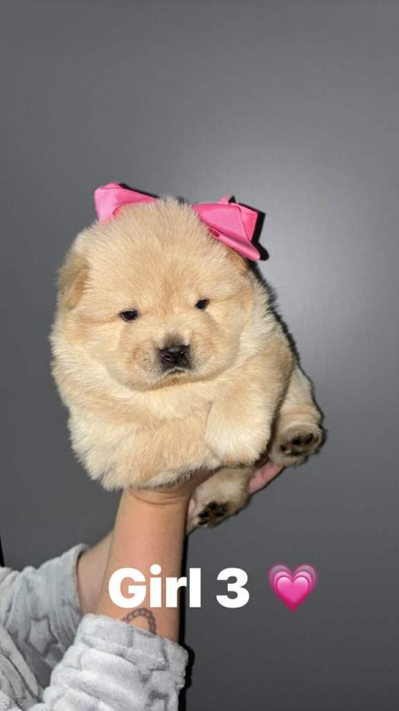 Chow chow puppies