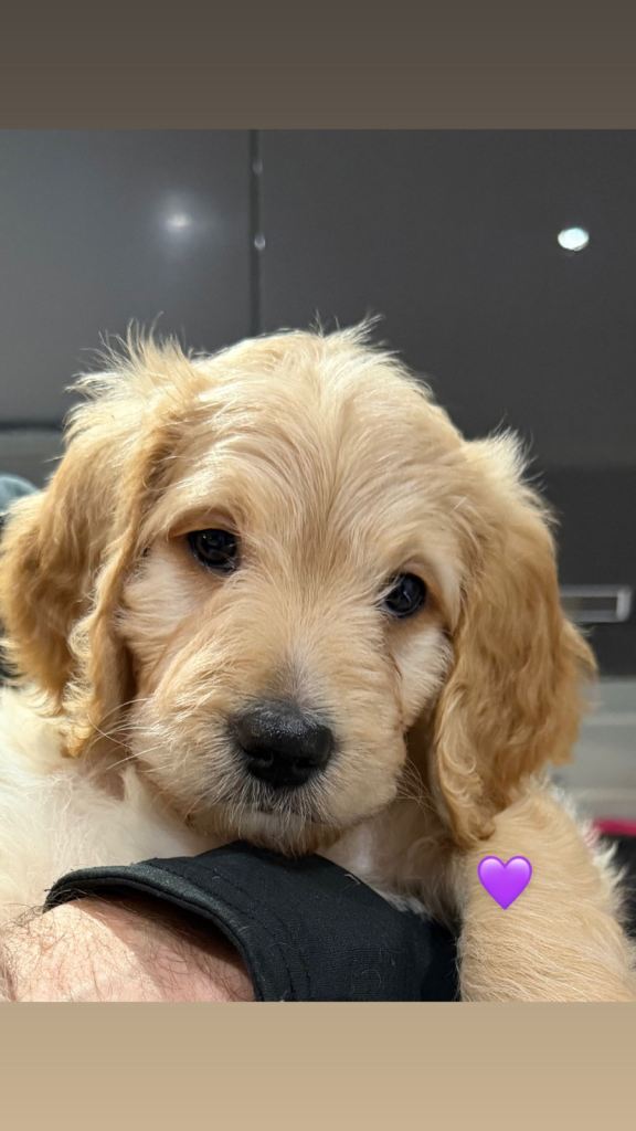 ❤️Bernadoodle puppies- READY NEXT WEEK! ❤️