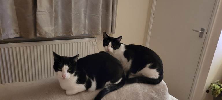 2 Beautiful Brother Cats 3 years old